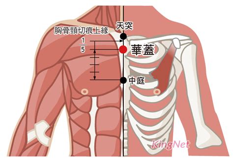 華蓋穴|華蓋穴位置 華蓋穴痛